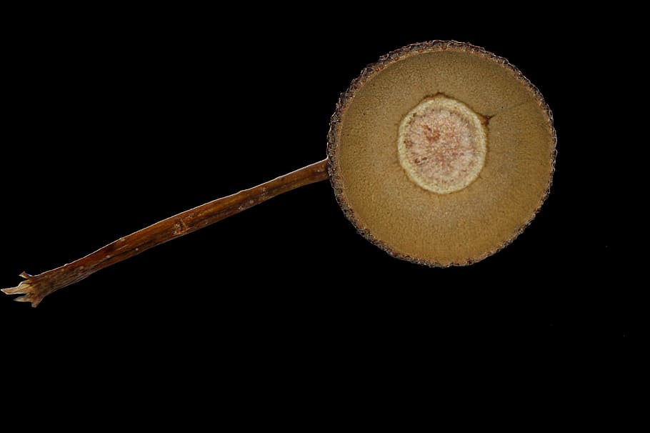 glans, shell, naturalesa, tir de l'estudi, fons negre, a l'interior, tallar, còpia espai, cap gent, estri de cuina, menjar i beguda, menjar, sol objecte, marró, primer pla, material de fusta, frescor, menjar dolç, cercle, forma geomètrica, animal, cullera, aliments crus, 2K