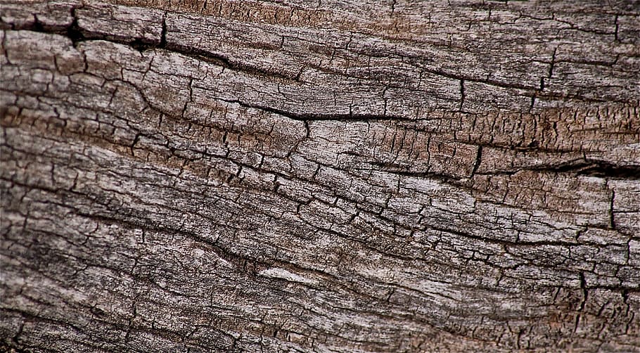 foto, tronc de l'arbre, tronc, arbre, sec, naturalesa, bosc, textura, marc complet, fons, patró, aspre, cap gent, esquerdat, marró, primer pla, material de fusta, dia, resistent, patró natural, primer pla extrem, a l'aire lliure, escorça de la planta, resum, escorça, gra de fusta, efecte texturat, fons abstractes, anell d’arbre, 2K