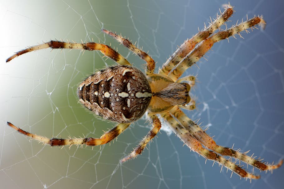 verd, marró, aranya de solc, girar, web, naturalesa, error, animal, macro, cames, aranya, teranyina, supervivència, un animal, cames d’animal, centrar-se en primer pla, temes d'animals, fauna animal, insecte, aràcnids, primer pla, artròpode, fragilitat, invertebrat, animals a la natura, cap gent, dia, vulnerabilitat, part del cos dels animals, a l'aire lliure, verinós, 5K