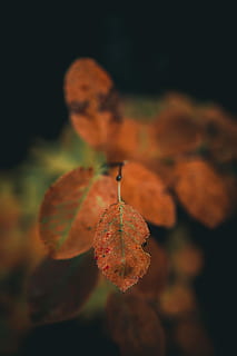 closeup, photo, brown, leaves, shallow, focus photography, orange, leaf, fall, autumn, macro, green, foilage, nature, bokeh, plant part, close-up, plant, focus on foreground, no people, fruit, change, day, food, outdoors, food and drink, healthy eating, dry, growth, freshness, beauty in nature, selective focus, natural condition, 4K, CC0, public domain, royalty free