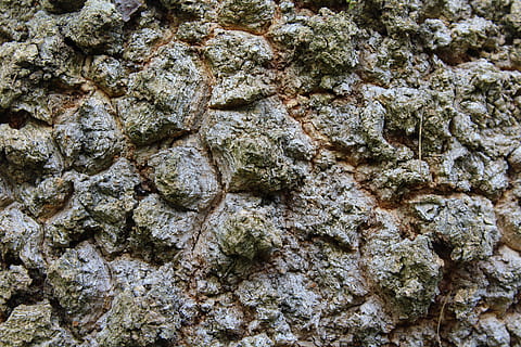 Baum, die Rinde, Rechnung, Oberflächenrauheit, die Rinde des Baumes, die Struktur der, Textur, Natur, Nahansicht, Herbst, Vollbild, Hintergründe, texturiert, keine Leute, Rau, solide, Muster, Rock, Rock - Objekt, Tag, natürliches Muster, Steinwand, draußen, Wand, Wandbau - Funktion, gebaute Struktur, Wachstum, Flechte, 5K, CC0, gemeinfrei, lizenzfrei