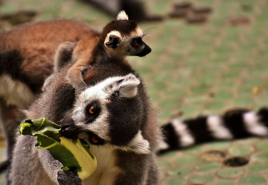 abe, lemur, nuttet, spise, Zoo, äffchen, sød, dyr, dyr verden, tierpark hellabrunn, München, dyre temaer, ingen mennesker, dyreliv, fokus på forgrunden, pattedyr, udendørs, dyr i naturen, dag, gruppe af dyr, tæt på, natur, to dyr, leder, jord, kigger væk, hvirveldyr, dyre familie, 5K