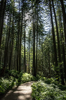 floresta, caminho, Magia, mágico, natureza, natural, arvores, madeiras, panorama, leve, árvore, madeira, plantar, cênico, névoa, fada, verão, ramo, outono, trilha, folha, misterioso, folhagem, verde, mistério, Sombrio, manhã, encantado, tronco, clima, etéreo, sonhadores, temporada, colorida, Primavera, luz solar, dappled, brilhante, jardim, sazonal, fresco, Prado, botânica, botânico, sai, samambaia, flora, cor, frescura, exterior, crescimento, ensolarado, retroiluminado, cena, flores, meio Ambiente, jardinagem, Pinheiro, scenics, terra, tranquilidade, beleza na natureza, tronco de árvore, cena tranquila, scenics - natureza, direção, cor verde, dia, ninguém, o caminho a seguir, cena não urbana, ao ar livre, bambu - planta, 4K, CC0, domínio público, royalty free