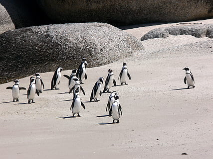 grup, pingüins, endavant, vora del mar, massacre, platja, sorra, vida salvatge, Sud-Àfrica, ocell, animals a la natura, fauna animal, gran grup d’animals, pingüí, temes d'animals, grup d’animals, animal, vertebrats, naturalesa, terra, cap gent, dia, viatjar, a l'aire lliure, rock - object, colònia, rock, ramat d’ocells, 2K, CC0, domini públic, lliure de regalies