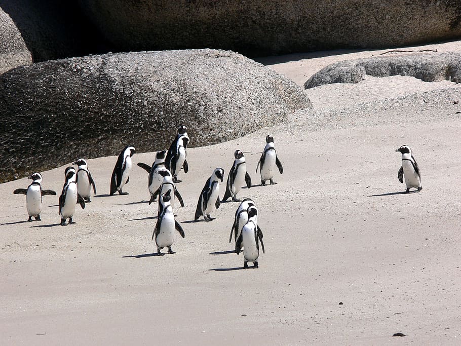 grup, pingüins, endavant, vora del mar, massacre, platja, sorra, vida salvatge, Sud-Àfrica, ocell, animals a la natura, fauna animal, gran grup d’animals, pingüí, temes d'animals, grup d’animals, animal, vertebrats, naturalesa, terra, cap gent, dia, viatjar, a l'aire lliure, rock - object, colònia, rock, ramat d’ocells, 2K
