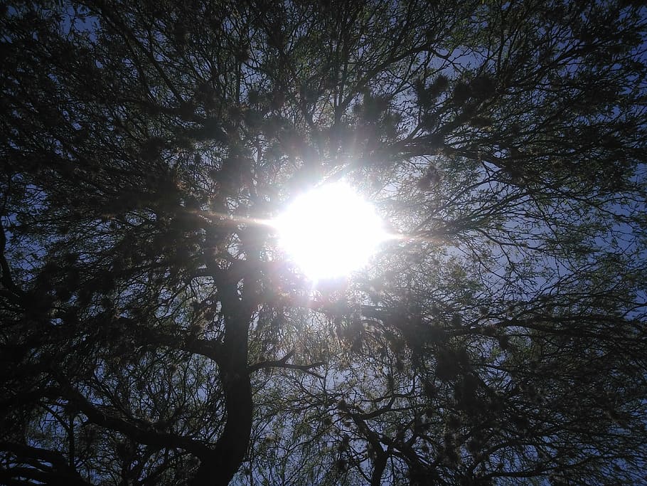 sollys, kig op, træer, himmel, solrig eftermiddag, blade, Skov, farve, sol, lys, træ, lav vinkel visning, plante, skønhed i naturen, ro, natur, linseflare, solstråle, ingen mennesker, vækst, afdeling, dag, udendørs, solrig, scenics - natur, rolig scene, lyse, streaming, træ baldakin, Stærkt oplyst, solflare, direkte under, 4K