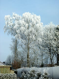 inverno, maturo, invernale, freddo, congelato, brina, sogno invernale, albero, pianta, temperatura fredda, la neve, bellezza nella natura, natura, Colore bianco, giorno, cielo, nessuno, la tranquillità, scena tranquilla, crescita, albero nudo, ramo, fiore, pianta fiorita, all'aperto, 4K, CC0, dominio pubblico, privo di copyright