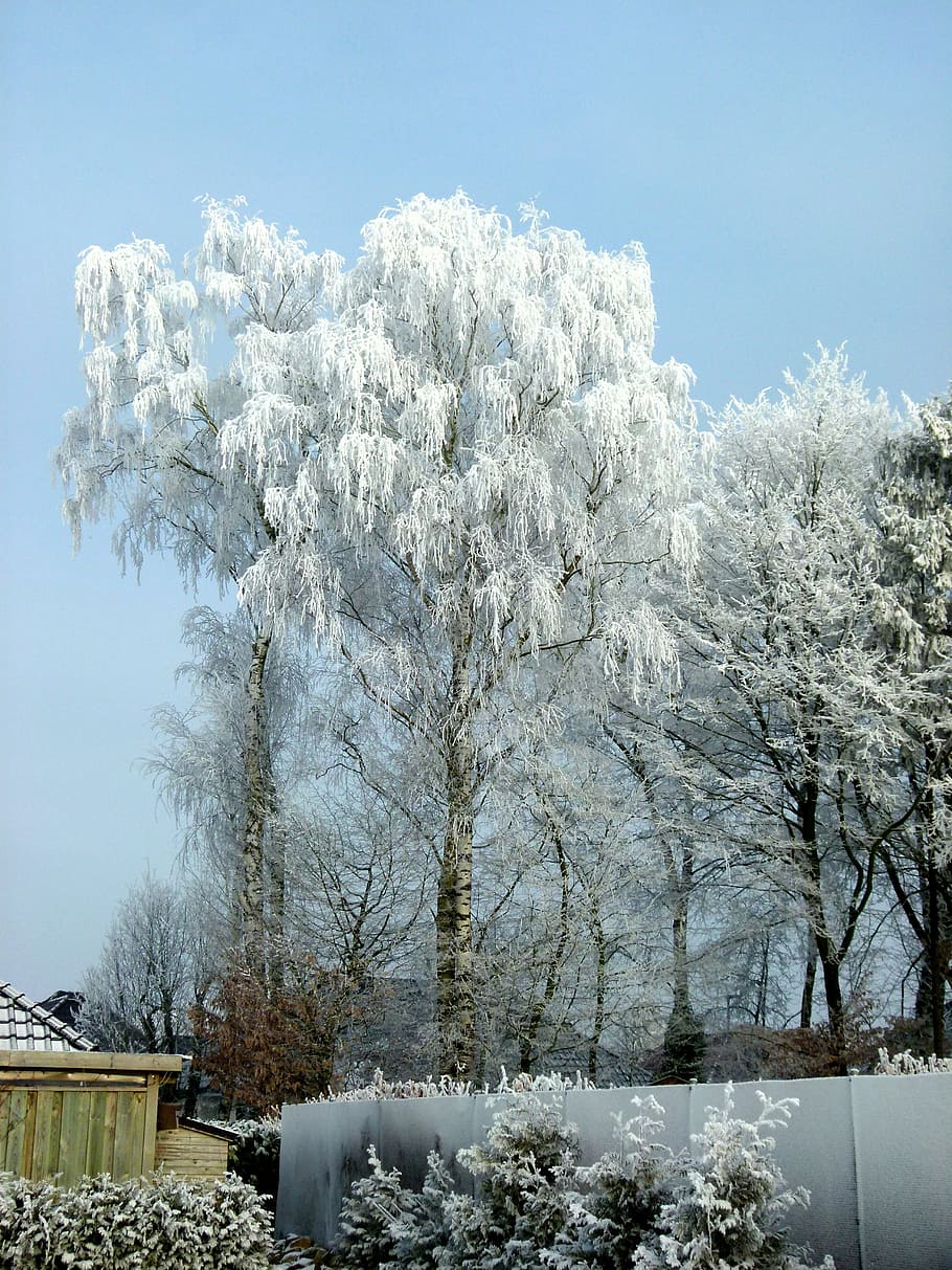 inverno, maturo, invernale, freddo, congelato, brina, sogno invernale, albero, pianta, temperatura fredda, la neve, bellezza nella natura, natura, Colore bianco, giorno, cielo, nessuno, la tranquillità, scena tranquilla, crescita, albero nudo, ramo, fiore, pianta fiorita, all'aperto, 4K