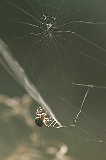 aranya, naturalesa, web, teranyina, aràcnids, aracnofobia, vida salvatge, macro, natural, cames, error, a l'aire lliure, verd, salvatge, llum, llum solar, temes d'animals, animal, invertebrat, fragilitat, insecte, un animal, fauna animal, artròpode, animals a la natura, primer pla, vulnerabilitat, centrar-se en primer pla, supervivència, cap gent, dia, cames d’animal, complexitat, 2K, CC0, domini públic, lliure de regalies