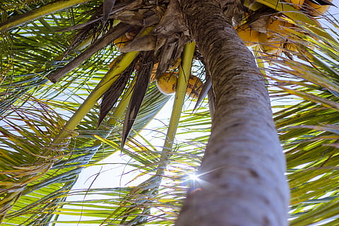 beach, blue, blue sky, coconuts, green, light, sky, sun, tree, palm tree, tropical climate, tree trunk, nature, low angle view, palm leaf, day, outdoors, frond, plant, growth, leaf, trunk, no people, beauty in nature, plant part, coconut palm tree, tranquility, sunlight, hanging, tropical tree, bamboo - plant, 5K, CC0, public domain, royalty free
