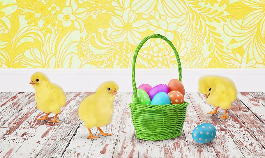 tres, groc, pollets, al costat, verd, cistella, ous de Pasqua, Pasqua, cistella de pasqua, festa, ou, primavera, pollastre, celebració, salutació, fons, fons de pantalla, tradicional, temporada, celebra, color verd, multicolor, a l'interior, cap gent, tir de l'estudi, ocell, primer pla, animal, ocell jove, animal jove, temes d'animals, ou de Pasqua, ous d’animals, pollastre infantil, grup d’animals, vertebrats, pollastre - ocell, representació animal, família d’animals, 2K