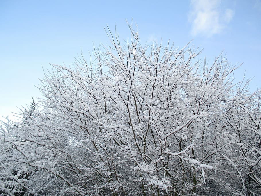 træ, sne, frirum, vinter, himmel, Polen, skyer, natur, grene, kold temperatur, plante, afdeling, skønhed i naturen, Frosset, ingen mennesker, ro, dag, lav vinkel visning, bare træ, hvid farve, vækst, scenics - natur, dækker, udendørs, is, 4K