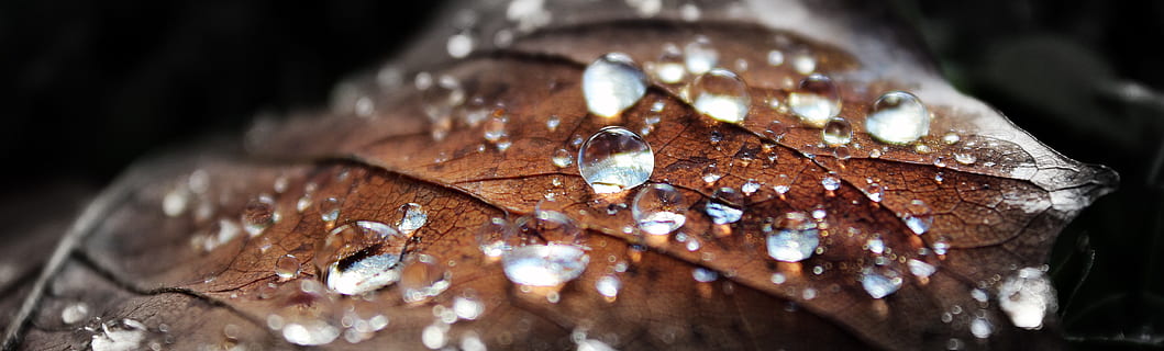 overfladisk, fokus fotografering, vand, dråber, Brun, blad, natur, dug, dug-drop, dugdråbe, makro, løv, ark, dråbe, plante, regndråbe, vanddråbe, græs, regn, morgen, jo da, våd, regndråber, tæt på, ingen mennesker, selektiv fokusering, skinnende, træ - materiale, udendørs, fuld ramme, studio skud, træ, tekstureret, sort baggrund, 5K, CC0, offentligt domæne, royaltyfrie