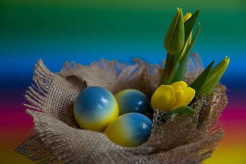 blue-and-yellow eggs, easter, easter eggs, egg, colored eggs, yellow, blue, flowers, tulip, colorful background, basket, basket cosy, colorful, hen's egg, easter nest, natural product, easter decorations, happy easter, easter egg, colored background, food, multi colored, studio shot, holiday, food and drink, no people, container, celebration, indoors, still life, close-up, fruit, group of objects, springtime, blue background, 5K, CC0, public domain, royalty free