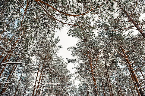 cime degli alberi, cielo invernale, albero, cime, natura, foresta, bosco, all'aperto, ramo, inverno, tronco d'albero, la neve, giorno, stagione, paesaggio, Paesaggi, nessuno, bellezza nella natura, ambiente, bianca, luce del sole, temperatura fredda, pianta, Inquadratura dal basso, terra, la tranquillità, crescita, cielo, scena tranquilla, albero di conifere, Pino, baldacchino di albero, bosco di pini, direttamente sotto, 4K, CC0, dominio pubblico, privo di copyright