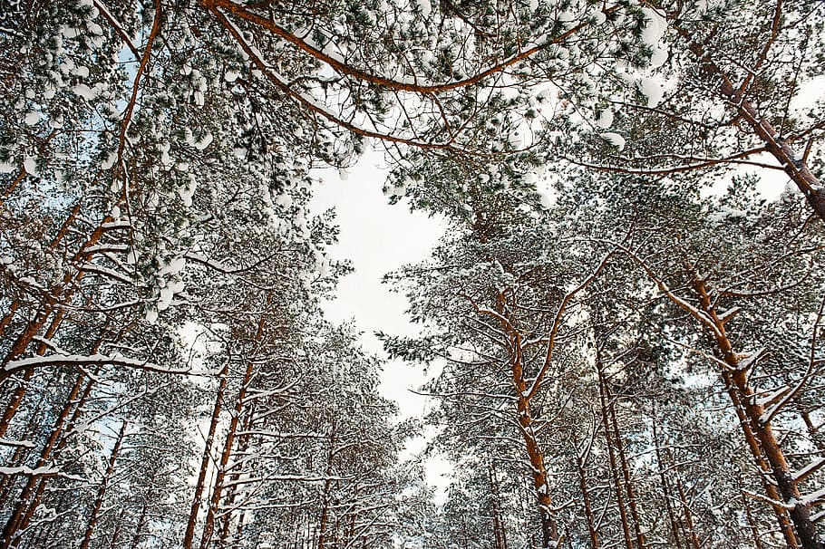 cime degli alberi, cielo invernale, albero, cime, natura, foresta, bosco, all'aperto, ramo, inverno, tronco d'albero, la neve, giorno, stagione, paesaggio, Paesaggi, nessuno, bellezza nella natura, ambiente, bianca, luce del sole, temperatura fredda, pianta, Inquadratura dal basso, terra, la tranquillità, crescita, cielo, scena tranquilla, albero di conifere, Pino, baldacchino di albero, bosco di pini, direttamente sotto, 4K
