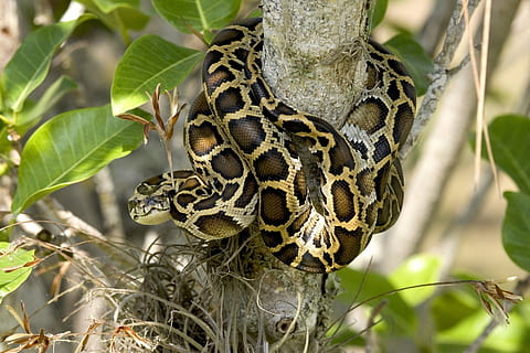 ruda, juoda, gyvatė, suvynioti, aplink, medžio šaka, bombų pythonas, medis, laukinės gamtos, everglades, Floridoje, usa, ropliai, pobūdį, ieško, filialas, svarstyklės, kamufliažas, portretas, gyvūnas, pythonas, nuodingas, mėsėdis, gyvūnų temos, gyvūnų gyvūnija, gyvūnams, augalų, stuburiniai, vienas gyvūnas, nėra žmonių, miškas, lauke, grožis gamtoje, atogrąžų miškai, Iš arti, tropinis klimatas, 1080P, CC0, Viešasis domenas, nemokamai