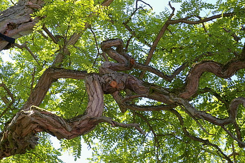 Basso, fotografia ad angolo, verde, leafed, albero, ceppo, abbaiare, tribù, natura, legna, foresta, screpolato, nodoso, corteccia di albero, struttura, vecchio, albero deciduo, grano, le foglie, estate, parco, camminare, corona, bellissimo, riposo, silhouette, silenzioso, meditazione, ispirazione, atmosfera, armonia, umore, luce, foresta delle fiabe, vegetazione, pianta, sottobosco, pianta forestale, flora, rami, estetico, ruotato, sentiero nel bosco, Putbus, modo di vivere, coperto di vegetazione, datailaufnahme, divorato, boschetto, Inquadratura dal basso, ramo, nessuno, tronco, tronco d'albero, temi animali, bellezza nella natura, giorno, crescita, all'aperto, animale, terra, parte vegetale, la tranquillità, mammifero, fauna selvatica, baldacchino di albero, foresta pluviale, 2K, CC0, dominio pubblico, privo di copyright