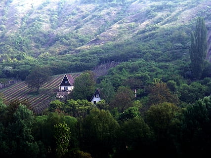 thuringia jerman, kebun anggur, winegrowing, pohon, menanam, Arsitektur, struktur yang dibangun, pertumbuhan, gunung, tidak ada orang, eksterior bangunan, hutan, keindahan di alam, bangunan, scenics - alam, rumah, alam, hari, warna hijau, lingkungan Hidup, dedaunan, tampilan sudut tinggi, tanah, di luar rumah, pondok, 1080P, CC0, domain publik, bebas royalti