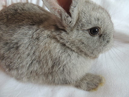 gris, Conejo, sentado, blanco, paño, ver, ojo, oreja, Focusky, cara, piel, suave, conejo - animal, mascotas, animal, linda, mamífero, mullido, pequeña, conejo bebé, temas de animales, un animal, nacional, animales domesticos, vertebrado, de cerca, roedor, adentro, fauna animal, nadie, Pelo animal, centrarse en primer plano, hámster, parte del cuerpo del animal, pelo, bigotes, cabeza de animal, ojo de animal, 4K, CC0, dominio público, libre de derechos
