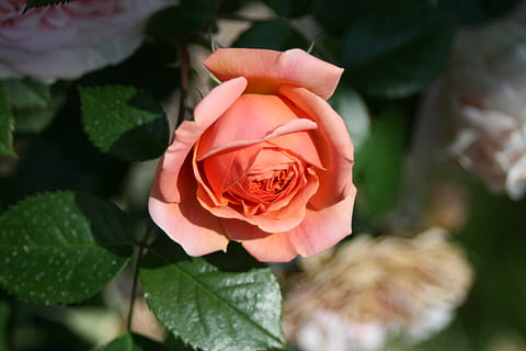 flor, rosa, vicky, bellesa a la natura, planta amb flors, planta, vulnerabilitat, flor de roses, fragilitat, primer pla, inflorescència, pètal, frescor, cap de flor, part de la planta, naturalesa, full, creixement, centrar-se en primer pla, vista d’angle alt, cap gent, a l'aire lliure, 4K, CC0, domini públic, lliure de regalies