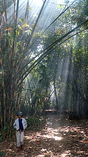 Indonésie, Java, bali, bambou, Soleil, rayon de soleil, arbre, plante, forêt, une personne, croissance, Vrais gens, terre, toute la longueur, la nature, Activité de loisir, modes de vie, journée, Vêtements décontractés, permanent, Hommes, des bois, beauté dans la nature, adulte, tronc d'arbre, en plein air, 4K, CC0, domaine public, libre de droits