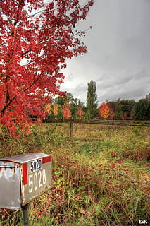 mailbox, nature, red, trees, sky, autumn, text, tree, communication, western script, plant, sign, land, no people, day, field, tranquility, growth, cloud - sky, beauty in nature, information, change, outdoors, 2K, CC0, public domain, royalty free