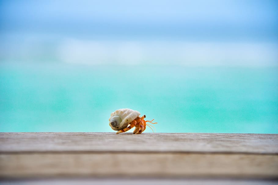 superficiale, fotografia a fuoco, Paguro, superiore, legna, bianca, arancia, lumaca, Marrone, di legno, tavola, Granchio, conchiglia, creatura, mare, blu, oceano, parete, macro, un animale, temi animali, animale, fauna selvatica, animali allo stato selvatico, acqua, avvicinamento, giorno, nessuno, natura, bellezza nella natura, guscio di animale, legno - materiale, all'aperto, messa a fuoco selettiva, invertebrato, terra, marino, color turchese, 5K
