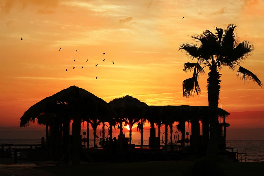 foto de la silueta, casa de platja, posta de sol, platja, vermell, posta de sol de platja, cel, vacances, tropical, sol, horitzó, estiu, silueta, arbre, platja al vespre, vespre, Hawaii, calma, clima tropical, Palmera, color taronja, ocell, bellesa a la natura, núvol - cel, naturalesa, animal, temes d'animals, vertebrats, volant, arquitectura, aigua, escenics - natura, estructura construïda, animals a la natura, cap gent, ramat d’ocells, 4K