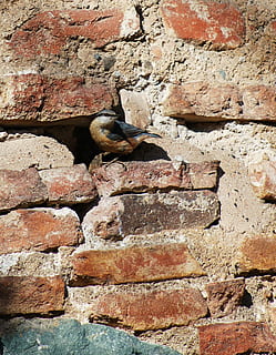 ocell, maons, morter, ploma, ala, maçoneria antiga, plomatge, naturalesa, maons i morter, ull, casa, ocell nidificant, nidificar en maons, temes d'animals, animal, fauna animal, animals a la natura, cap gent, vertebrats, funció de construcció de parets, un animal, paret, dia, arquitectura, estructura construïda, paret de maó, maó, textura, sòlid, a l'aire lliure, vista d’angle baix, paret de pedra, 2K, CC0, domini públic, lliure de regalies