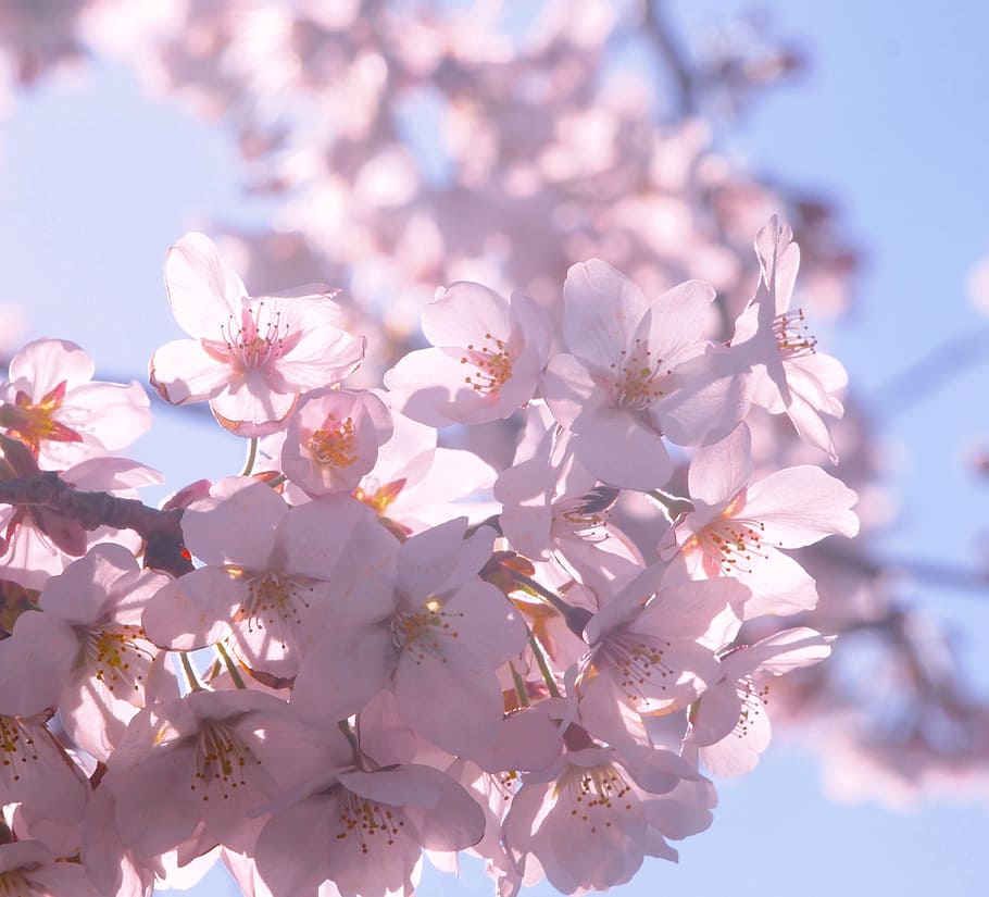 เชอร์รี่, ฤดูใบไม้ผลิ, แดด, กลีบดอกไม้, แสดงผ่าน, แสงไฟ, ท้องฟ้า, Otsu, Yokosuka, คานางาวะประเทศญี่ปุ่น, ประเทศญี่ปุ่น, antomasako, ธรรมชาติ, สีชมพู, ต้นไม้, สาขา, ฤดู, ดอกไม้, ความสด, ไม้ดอก, ปลูก, ความบอบบาง, ความงามในธรรมชาติ, ความอ่อนแอ, การเจริญเติบโต, ดอก, ใกล้ชิด, ดอกซากุระ, วัน, มุมมองที่ต่ำ, หัวดอกไม้, ไม่มีคน, ต้นเชอร์รี่, กลางแจ้ง, เรณู, ช่อดอกไม้, 2K