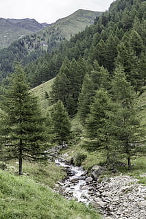 Mai Mult, destinaţie, vedere, punct de vedere, Munte, timp liber, platou, locuri de interes, turism, vacanţă, drumeții, alpinism, natură, parc natural, pădure, câmpuri, peisaj, stâncă, vedere îndepărtată, previziune, munţi, copaci, tiroul de sud, alpin, dolomitele, Italia, nordul Italiei, plantă, copac, frumusețe în natură, scenice - natura, liniște, creştere, teren, Culoarea verde, o scenă liniștită, mediu inconjurator, scenă non-urbană, zi, nici o persoana, idilic, în aer liber, vedere în unghi mare, Brad, conifer, curgere, 5K, CC0, domeniu public, fără drepturi de autor