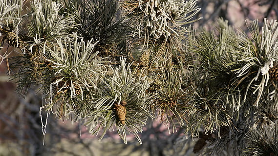 albero, conifera, cono, inverno, la neve, ghiaccio, brina, aghi, foresta, natura, Natale, parco, ramo, conifero, pianta, crescita, giorno, nessuno, avvicinamento, bellezza nella natura, concentrarsi sulle conoscenze acquisite, la tranquillità, Pinaceae, all'aperto, Pino, albero di conifere, colore verde, messa a fuoco selettiva, terra, ago - parte vegetale, 5K, CC0, dominio pubblico, privo di copyright