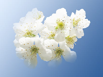 bunga sakura, neraka, putih, musim semi, bangkit, bee pollen, terpencil, tanaman berbunga, bunga, menanam, kerapuhan, kerentanan, kesegaran, keindahan di alam, daun bunga, pertumbuhan, hal berkembang, warna putih, kepala bunga, merapatkan, alam, serbuk sari, mekar, tidak ada orang, hari, tampilan sudut rendah, di luar rumah, pohon ceri, seikat bunga, latar belakang biru, 2K, CC0, domain publik, bebas royalti