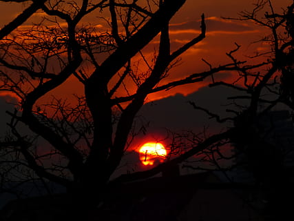 apus de soare, soare, ușoară, a arde, strălucire, cer, siluetă, lumina din spate, copac, copaci, nori, portocale, roșu, noapte, arbore gol, ramură, iluminat, culoare portocalie, plantă, natură, frumusețe în natură, nici o persoana, scenice - natura, liniște, trompă, trunchi de copac, în aer liber, o scenă liniștită, luminos, 4K, CC0, domeniu public, fără drepturi de autor