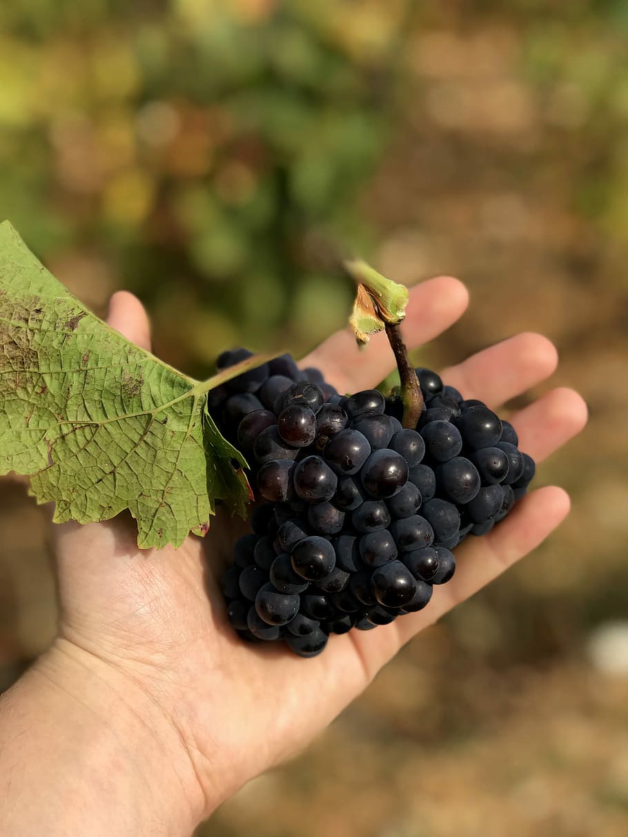 selettivo, fotografia a fuoco, persona, detenzione, uva, persona in possesso di pompelmo, vite, foglia, mano, caucasico, autunno, natura, albero, vigneto, vino, verde, cibo, mano umana, frutta, mangiare sano, cibo e bevande, parte del corpo umano, concentrarsi sulle conoscenze acquisite, benessere, frutti di bosco, una persona, freschezza, persone reali, dito, dito umano, giorno, avvicinamento, parte del corpo, stili di vita, maturo, all'aperto, vinificazione, 4K