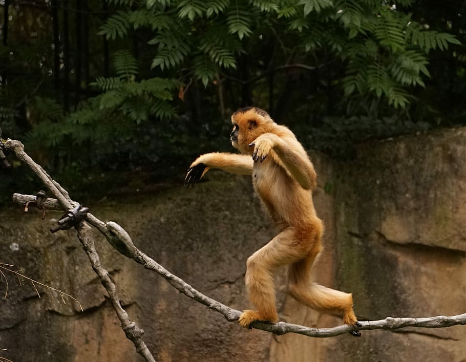 fotografia de fauna salvatge, mico, caminar, branca, arbre, vida salvatge, fotografia, gibbon, equilibri, corda, zoo, connexió, animal, un animal, fauna animal, mamífer, animals a la natura, a l'aire lliure, primat, temes d'animals, planta, vertebrats, naturalesa, dia, assegut, centrar-se en primer pla, cap gent, zoologia, 2K