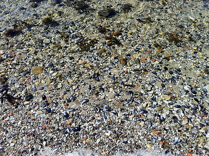 sea shells, beach, sea, shell, water, sand, pebble, nature, backgrounds, rock - Object, pattern, stone - Object, abstract, textured, solid, rock, day, high angle view, land, no people, full frame, abundance, animal wildlife, stone, outdoors, pollution, shallow, clean, 2K, CC0, public domain, royalty free