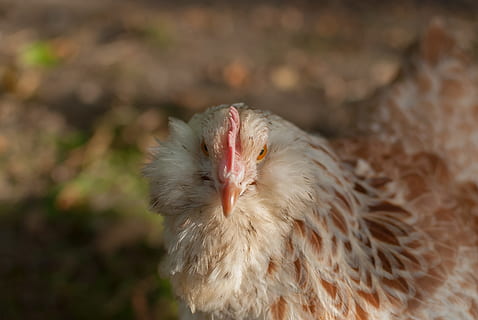 høne, baggård, se, tæt på, natur, dyr, gallinacées, hoved, belgiske pool, dyre temaer, fugl, et dyr, hvirveldyr, husdyr, indenlandske, kæledyr, kylling - fugl, pattedyr, fokus på forgrunden, ingen mennesker, dag, kylling, ung fugl, baby kylling, udendørs, dyr hoved, 4K, CC0, offentligt domæne, royaltyfrie