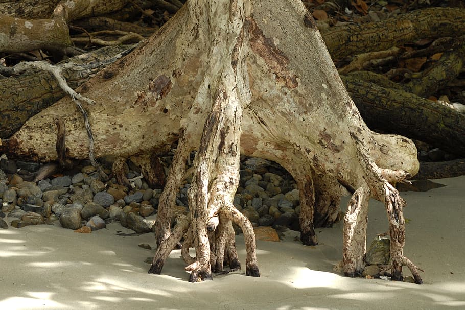 arrel, banc, manglar, arbre, rock, rock - object, cap gent, naturalesa, formació de roca, sòlid, dia, bellesa a la natura, platja, geologia, tranquil·litat, terra, geografia física, a l'aire lliure, escena tranquil·la, mar, llum solar, aigua, escena no urbana, erosionat, 2K