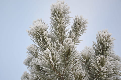 Kiefer, Winter, Schnee, Wald, Baum, Winterwald, Natur, kalt, lebende Natur, Nadelbaum, Weihnachtsbaum, Nadeln, Schneeflocken, lehne dich, Eiskristalle, gefroren, Frost, Weihnachten, Palme, keine Leute, Wachstum, Tag, Pflanze, Himmel, Schönheit in der Natur, Nahansicht, klarer Himmel, Fokus auf den Vordergrund, Flachwinkelansicht, draußen, Ruhe, kalte Temperatur, Frische, grüne Farbe, Verletzlichkeit, 4K, CC0, gemeinfrei, lizenzfrei
