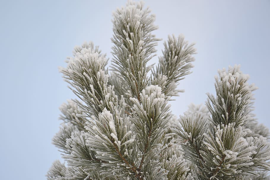 Kiefer, Winter, Schnee, Wald, Baum, Winterwald, Natur, kalt, lebende Natur, Nadelbaum, Weihnachtsbaum, Nadeln, Schneeflocken, lehne dich, Eiskristalle, gefroren, Frost, Weihnachten, Palme, keine Leute, Wachstum, Tag, Pflanze, Himmel, Schönheit in der Natur, Nahansicht, klarer Himmel, Fokus auf den Vordergrund, Flachwinkelansicht, draußen, Ruhe, kalte Temperatur, Frische, grüne Farbe, Verletzlichkeit, 4K
