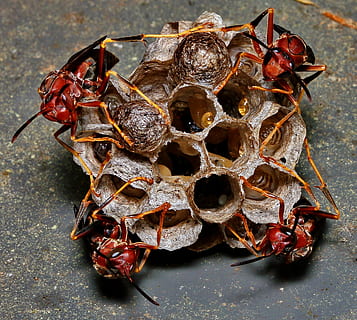 vespa, nido, uova, macro, alveare, larve, famiglia, insetto, colonia, cellula, Stinger, carta, animale, fauna selvatica, temi animali, animali allo stato selvatico, avvicinamento, invertebrato, Favo, nessuno, gruppo di animali, giorno, natura, vista dall'alto, asciutto, all'aperto, apicoltura, concentrarsi sulle conoscenze acquisite, gruppo medio di animali, ape, 1080P, CC0, dominio pubblico, privo di copyright
