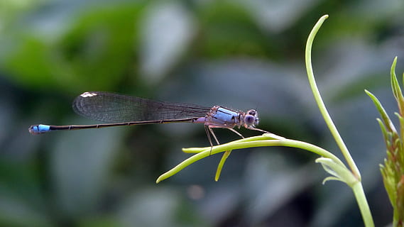 libélula, inseto, erro, verão, Primavera, natureza, 2017, invertebrado, temas animais, animais selvagens, animal, animais em estado selvagem, um animal, asa animal, fechar-se, plantar, focar em primeiro plano, libelinha, dia, cor verde, parte da planta, folha, ninguém, ao ar livre, lâmina de grama, 4K, CC0, domínio público, royalty free