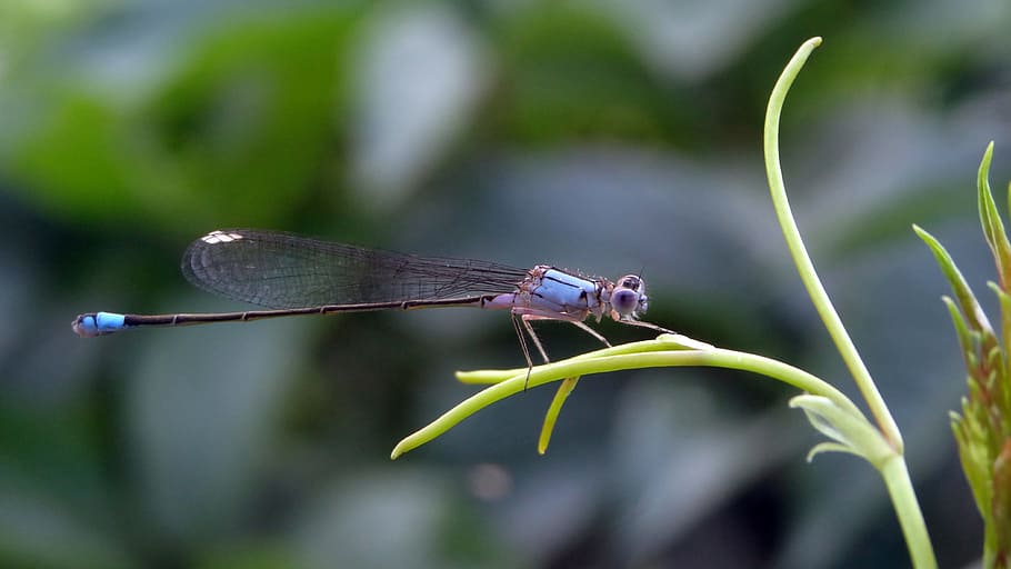 libélula, inseto, erro, verão, Primavera, natureza, 2017, invertebrado, temas animais, animais selvagens, animal, animais em estado selvagem, um animal, asa animal, fechar-se, plantar, focar em primeiro plano, libelinha, dia, cor verde, parte da planta, folha, ninguém, ao ar livre, lâmina de grama, 4K