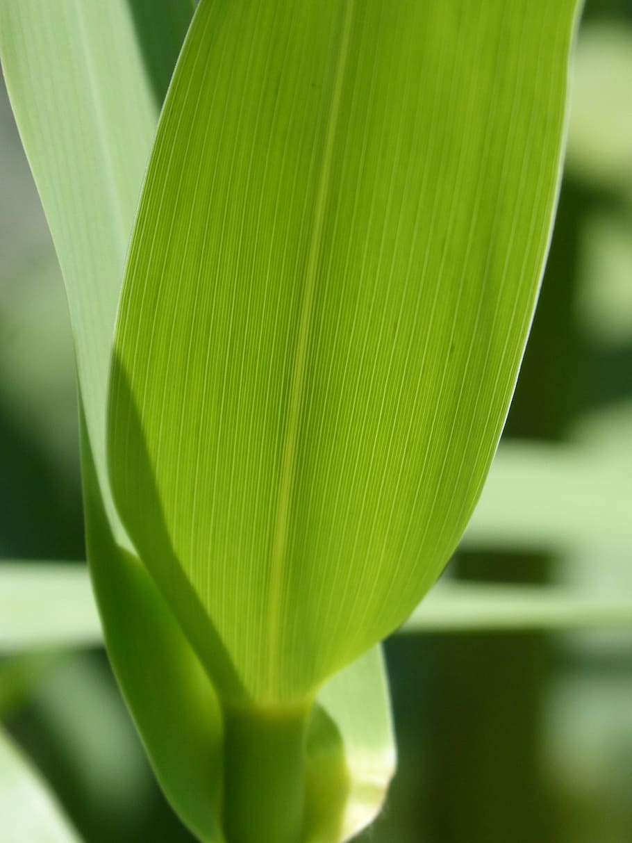 amerikansk stok, blad, detalje, gennemsigtig, struktur, plantegeometri, grøn farve, tæt på, plante, plante del, ingen mennesker, natur, vækst, skønhed i naturen, dag, udendørs, friskhed, fokus på forgrunden, ekstrem nærbillede, baggrunde, sollys, ro, selektiv fokusering, træ, tekstureret, palmblad, 2K