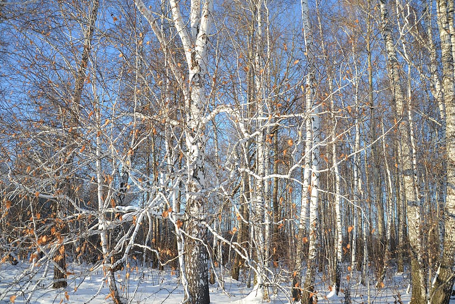 birk, Skov, natur, træer, levende natur, bagagerum, frost, afdeling, hvid, kurver, kold, vinter, temperatur, minus, sibirien, bare træ, kold temperatur, sne, udendørs, træ, plante, skønhed i naturen, ro, ingen mennesker, dag, jord, Frosset, scenics - natur, træstamme, død plante, 4K