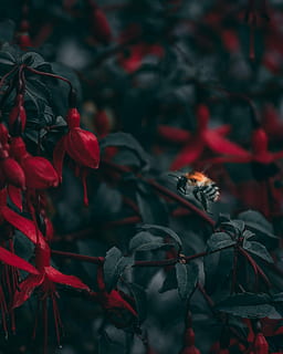 detailní, fotografie, Černá, Červené, včela, přijímání, let, květ květu, selektivní, soustředit se, květ, list, listy, rostlina, zvíře, hmyz, cornwall, venkovní, zahrada, keř, okvětní lístek, létající, růst, krása v přírodě, zranitelnost, detail, křehkost, svěžest, kvetoucí rostlina, Příroda, nikdo, rostlinné části, zaměřit se na popředí, den, selektivní zaměření, venku, květu hlavy, 2K, CC0, veřejná doména, bez autorských práv