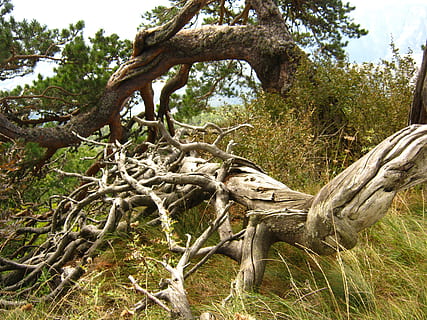 Baumwurzeln, Kiefer, Baum, Wurzeln, keine Leute, draußen, Tag, ein Tier, Tierthemen, Pflanze, Wachstum, Ruhe, Ast, Land, Natur, Wurzel, fallen, Baumstamm, Schönheit in der Natur, Kofferraum, gefällter Baum, Holz, grüne Farbe, ruhige Szene, Holz - Material, Wald, Treibholz, tote Pflanze, 2K, CC0, gemeinfrei, lizenzfrei
