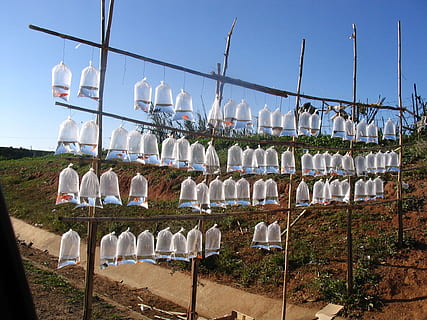 ambalaje din plastic transparent, peşte, roșu, peste rosu, cer, natură, consecutiv, zi, nici o persoana, religie, culoare alba, plantă, credință, arhitectură, spiritualitate, grup mare de obiecte, abundenţă, construită, repetiţie, lumina soarelui, cer senin, în aer liber, agăţat, călătorie, 1080P, CC0, domeniu public, fără drepturi de autor